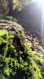 Close-up of moss on tree trunk