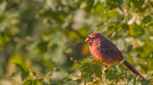 Close-up of bird perching on branch