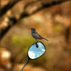 Close-up of bird perching on mirror