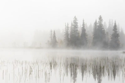 Misty lake and forest, dalarna, sweden