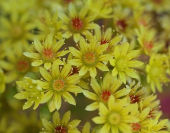 Yellow flowers blooming outdoors