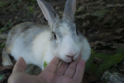 Close-up of hand holding hands