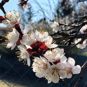 Close-up of white cherry blossom tree