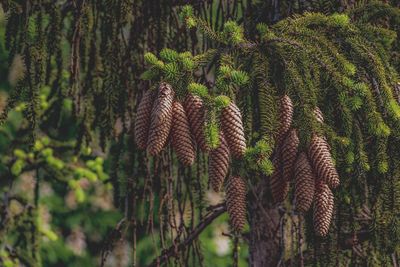 Close-up of pine cones on tree in forest