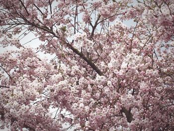 Low angle view of pink flowers blooming in park