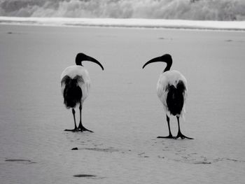 Two birds on beach