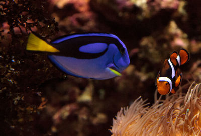 Close-up of fish in aquarium