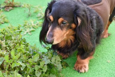 High angle view of dachshund by plants