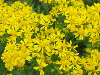 Close-up of yellow flowers blooming outdoors