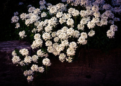 White flowers blooming at dusk