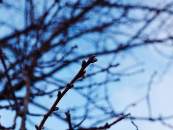 Low angle view of bare tree against sky