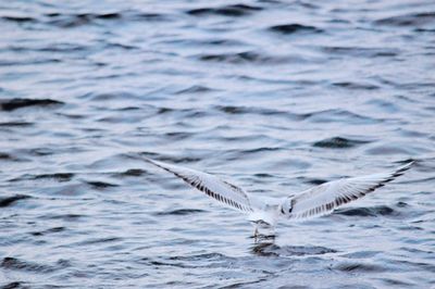 Seagulls flying over sea