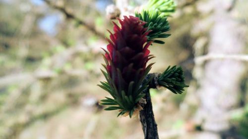 Close-up of flower growing on tree