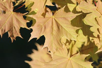 Close-up of maple leaves during autumn