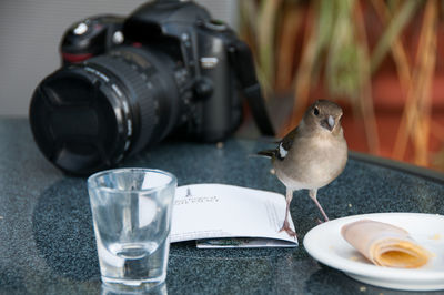 Close-up of sparrow by plate with camera on table