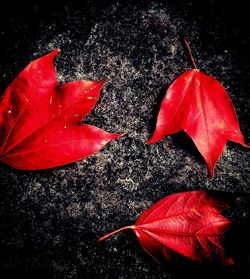 Close-up of red maple leaf against black background