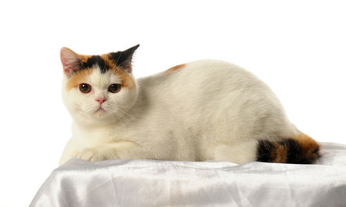 Portrait of a cat against white background