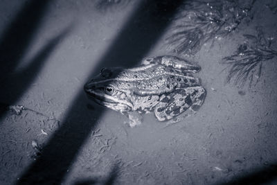 High angle view of turtle in sea