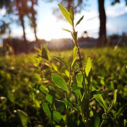 Close-up of plant growing on field