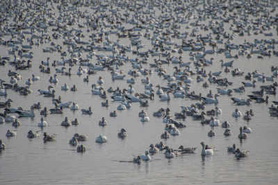 High angle view of birds in sea