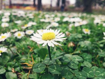 Close-up of white daisy blooming in field