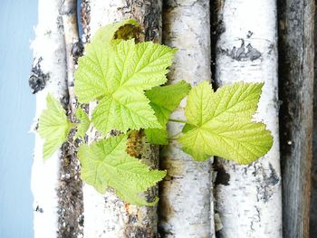 Close-up of plant growing on tree trunk