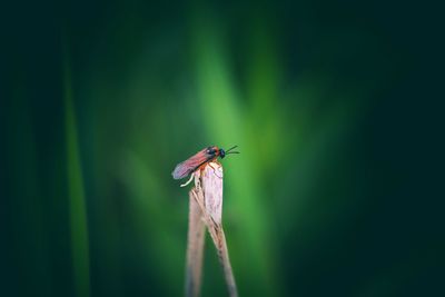 Close-up of damselfly perching on plant