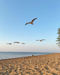 Seagulls flying over beach 