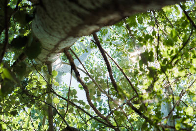 Low angle view of trees