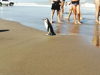 Penguin on shore at beach