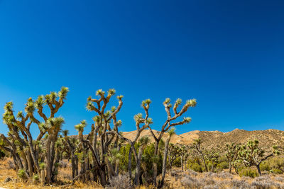 Low angle view of plants against clear blue sky