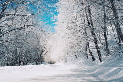 Bare trees on snow covered land