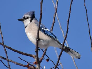 Low angle view of bird perching on tree against clear blue sky