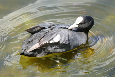 Close-up of duck swimming in lake