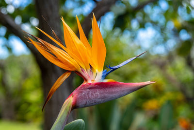 Close-up of orange flower