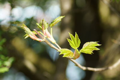 Close-up of plant