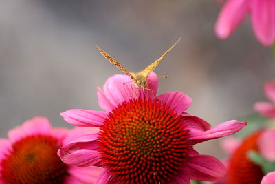 Close-up of butterfly pollinating on pink flower