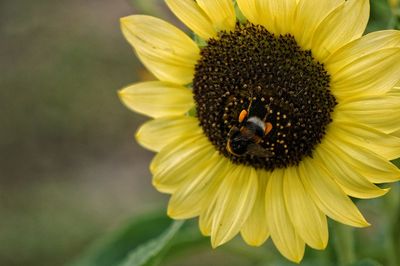 Close-up of bee on sunflower