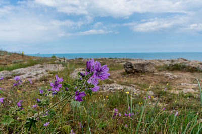 Purple flowering plants by sea against sky