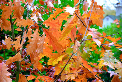 Close-up of maple leaves on tree during autumn