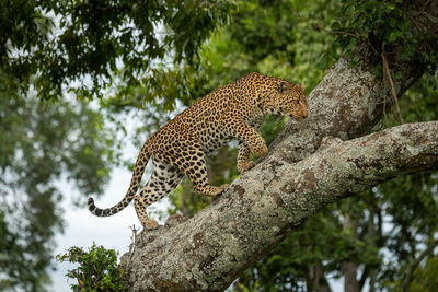 Leopard climbs up lichen-covered branch lifting paw