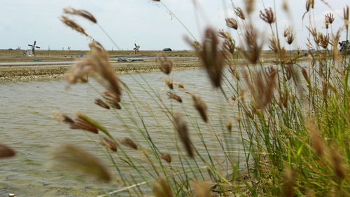 Grass on beach against sky