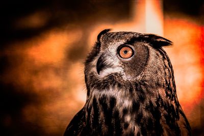 Close-up of owl