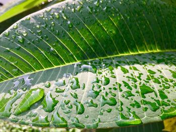 Close-up of water drops on leaf