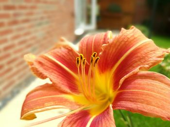 Close-up of orange lily blooming outdoors