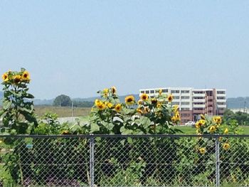 Plants against clear sky