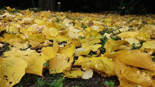 Close-up of yellow flowers on field during autumn