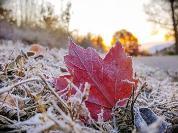 Close-up of dry maple leaves on snow covered land