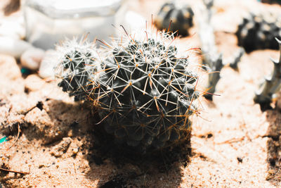 Close-up of cactus plant on field