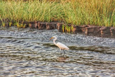 Heron in lake